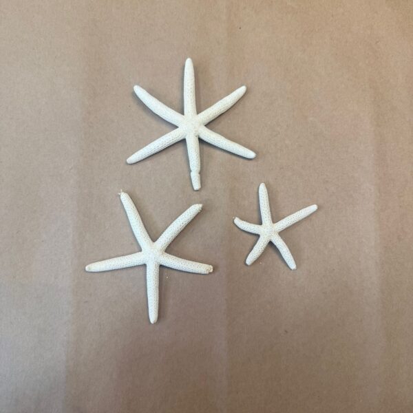 STAR FISH